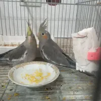 جوجه عروس هلندی