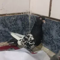 کبوتر، کفتر، کله سیاه