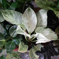 کارگر ساده نیازمندیم نیروی کار در مغازه نیازمندیم