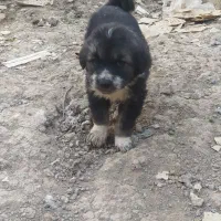 توله قهدریجانی