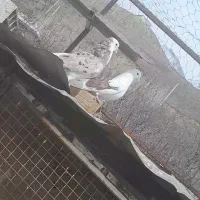 کفتر. کبوتر ، سرور