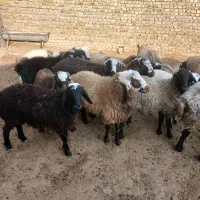 بره نر|حیوانات مزرعه|اشتهارد, |دیوار