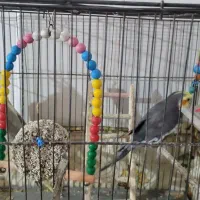 جفت عروس هلندی|پرنده|اسفراین, |دیوار