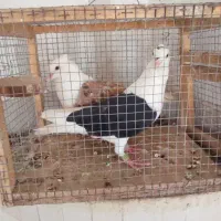پرنده