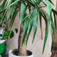 گل یوکا تنه قوی