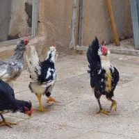 مرع و خروس گلین|حیوانات مزرعه|تهران, هاشم‌آباد|دیوار