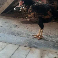 جوجه لاری|حیوانات|انبارآلوم, |دیوار