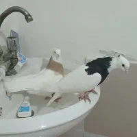 کفتر طوقی  ۱۶۰۰|پرنده|ساری, |دیوار