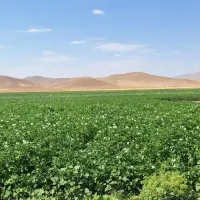کارگر ساده کشاورزی