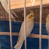 جوجه عروس هلندی|پرنده|فسا, |دیوار