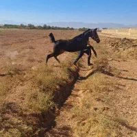 کره ماده|اسب و تجهیزات اسب‌سواری|لنجان, |دیوار