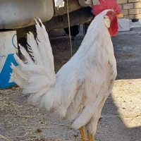 فروش خروس زیبا و جوان