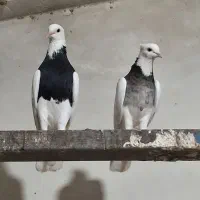 جفت طوقی درجه یک  اول بخون