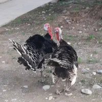 بوقلمون|حیوانات مزرعه|گتوند, |دیوار