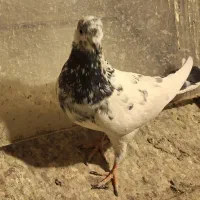 فروش ماده کله دم سبز