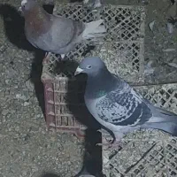 کبوتر پلاکی