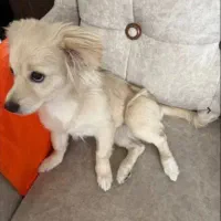 سگ اشپیتز ماده|سگ|قزوین, |دیوار