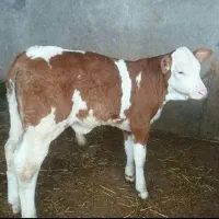 بزرگترین مجموعه سیمنتال برای عزیزان پرواربند|حیوانات مزرعه|کرمان, |دیوار