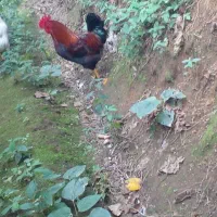 یک میلیون|حیوانات مزرعه|اطاقور, |دیوار