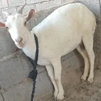 بز آبستن چهار ماه