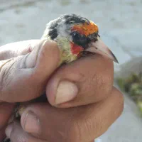 سهره و سهره خمسه