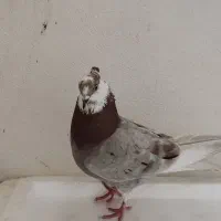 کبوتر|پرنده|رشت, انصاری|دیوار