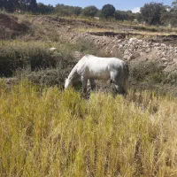 اسب فروشی|اسب و تجهیزات اسب‌سواری|یاسوج, |دیوار