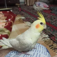 گم شده