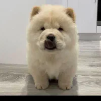 چاوچاو نرو ماده|سگ|رباطکریم, رباطکریم|دیوار