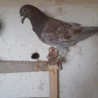 کفتر|پرنده|چناران, |دیوار
