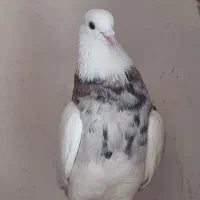 طوقی