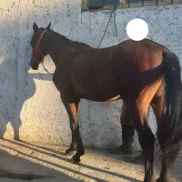 فروش ویژه اسب پرشی اولدِنبرگ