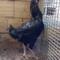 مرغ لاری شامو