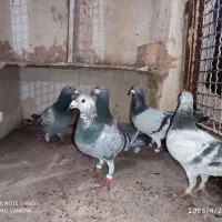 سبز ، پولکی ، سوسکی