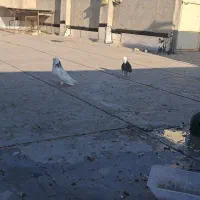 کبوتر نوک ریز و نوک قنار|پرنده|مبارکه, |دیوار