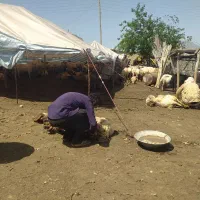 برینه گوسفند وپشم چینی