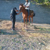 اسب