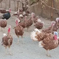 بوقلمون 5 ماهه|حیوانات مزرعه|بوکان, |دیوار