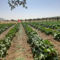 فروش کدو ب صورت عمده روستای پشت پر