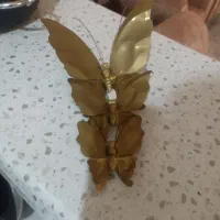 پروانه برنز