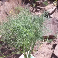 زمین مهرشهر ابوذر غفاری فروشی