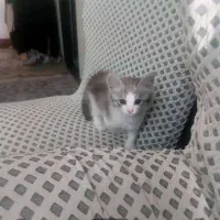 گربه