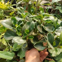 گل قاشقی سبز و ابلق|گل و گیاه طبیعی|بیستون, |دیوار