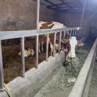 گاو هلشتاین