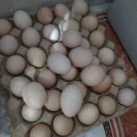 تخم مرغ نطفه دار وخوراکی