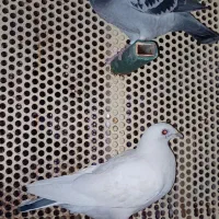 کبوتر پلاکی مسافتی