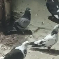 کبوتر|پرنده|گرگان, |دیوار