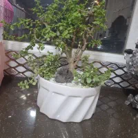 درختچه یشم آفریقایی