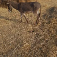 الاغ گله ای|حیوانات مزرعه|بیجار, |دیوار