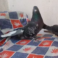 کفتر